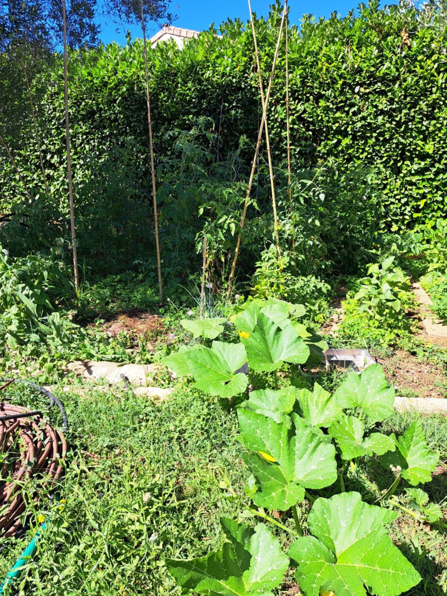Les Oliviers Homestay *
